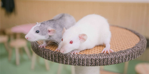 不怕疫情的生意：养小白鼠可以发财？！插图1
